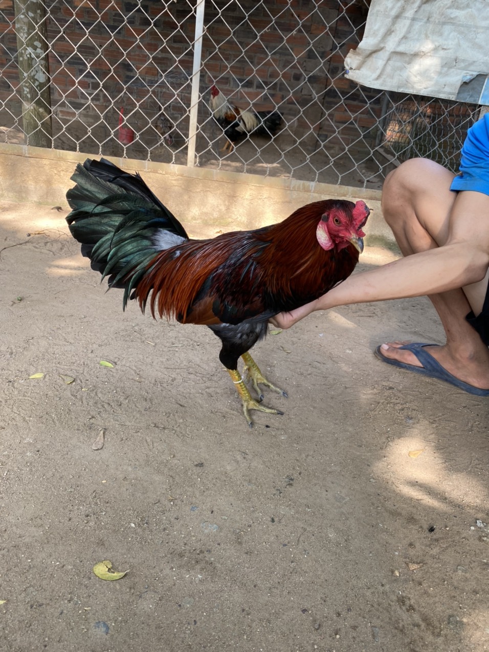GÀ LÔNG 09