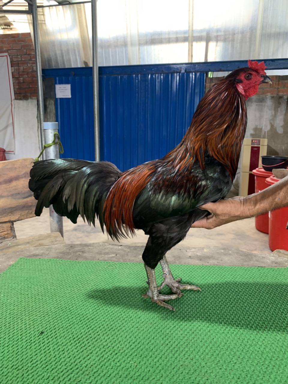 QUE LÝ TIỂU LONG 2.8KG HÀNG THOMO CHÍNH HIỆU