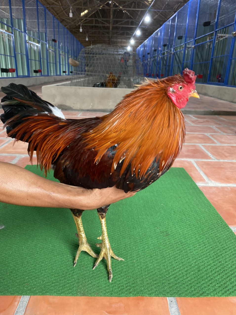 ĐIỀU BÔNG CHÂN XANH 
