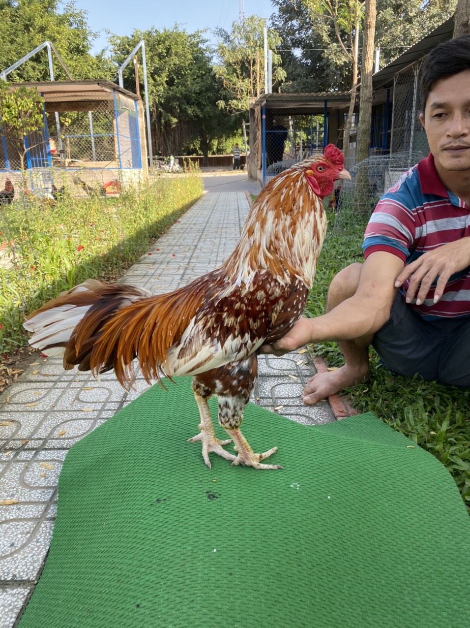 ĐẤU TRƯỜNG THOMO 9
