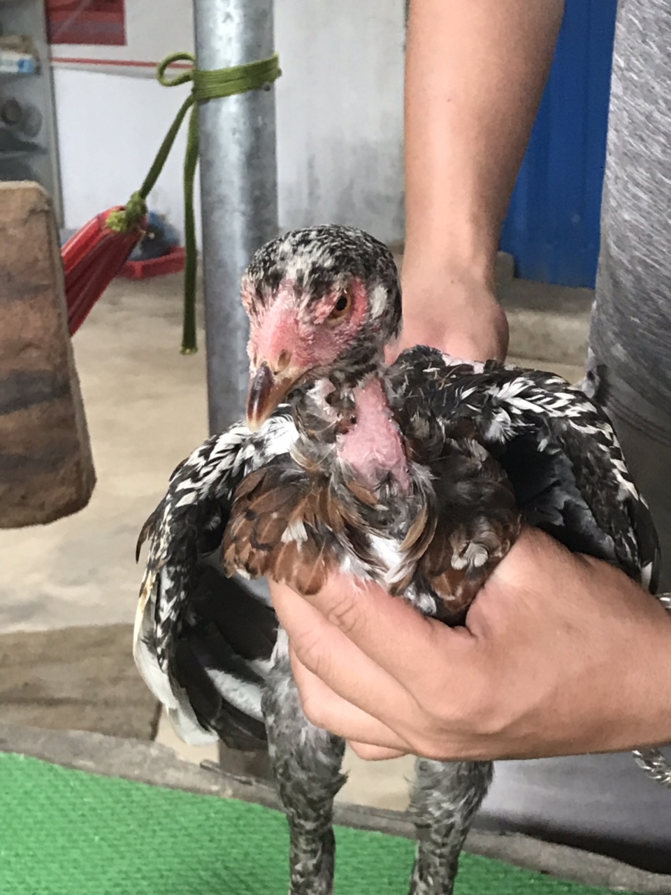 Mã số 10 - Điều bông chân trắng vuông, 2 đai, 1 trái - 1 phải (Gà đã bán)