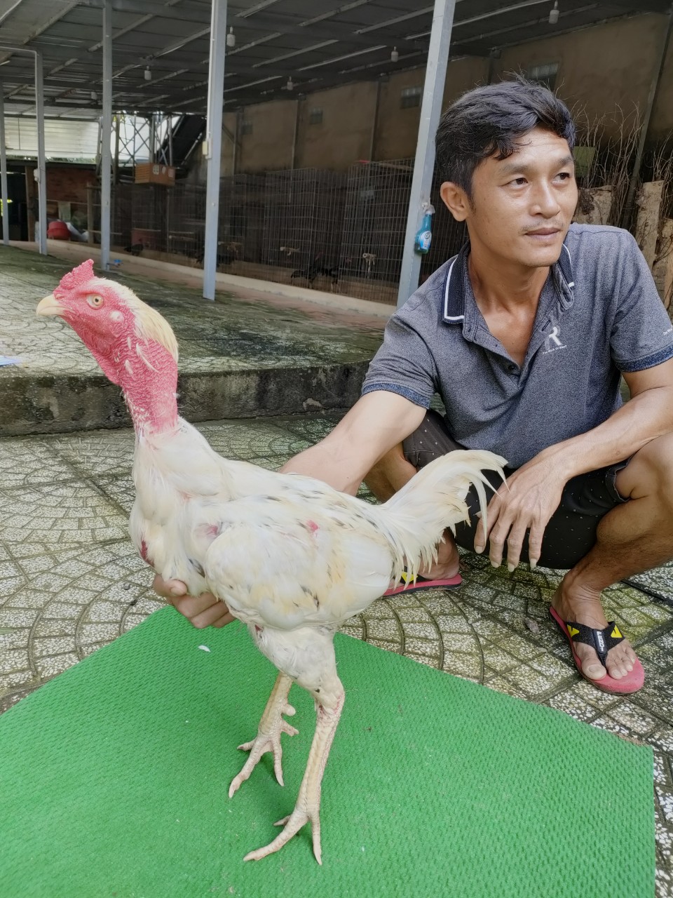 BƯỚM 