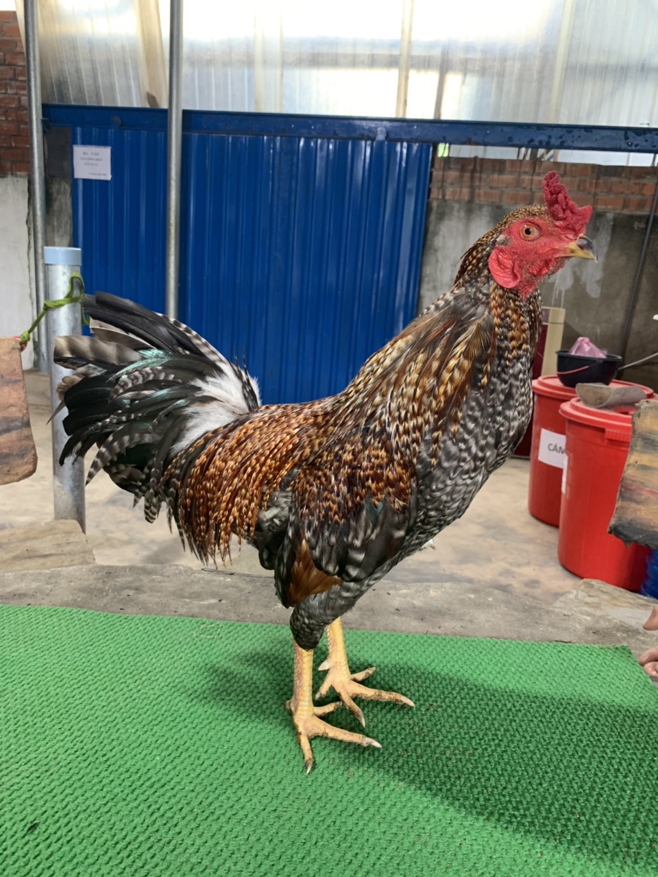 CÚ TÊN LỬA 2.6KG LAI MÁU