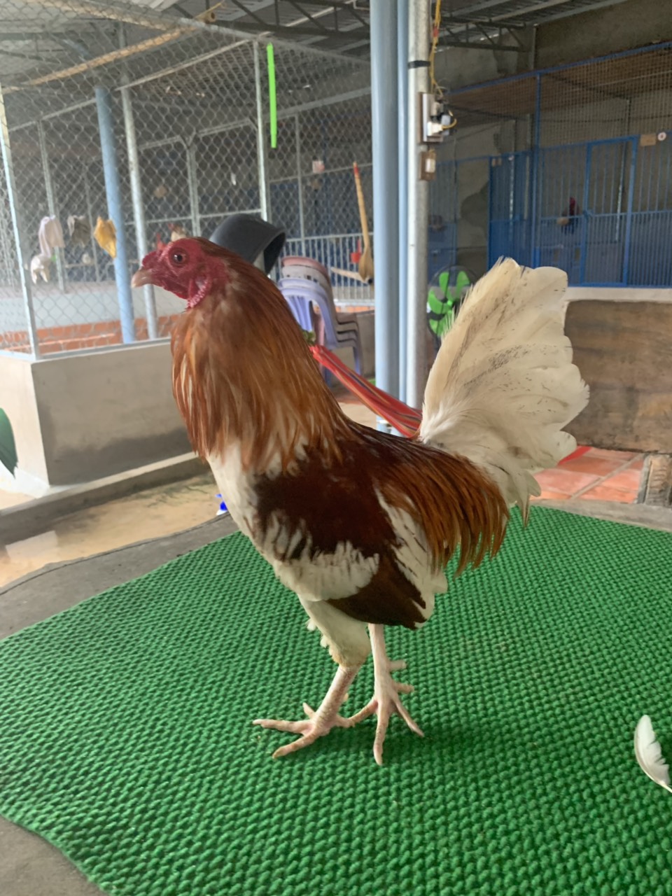 Bướm Camelo 7 -1.3kg