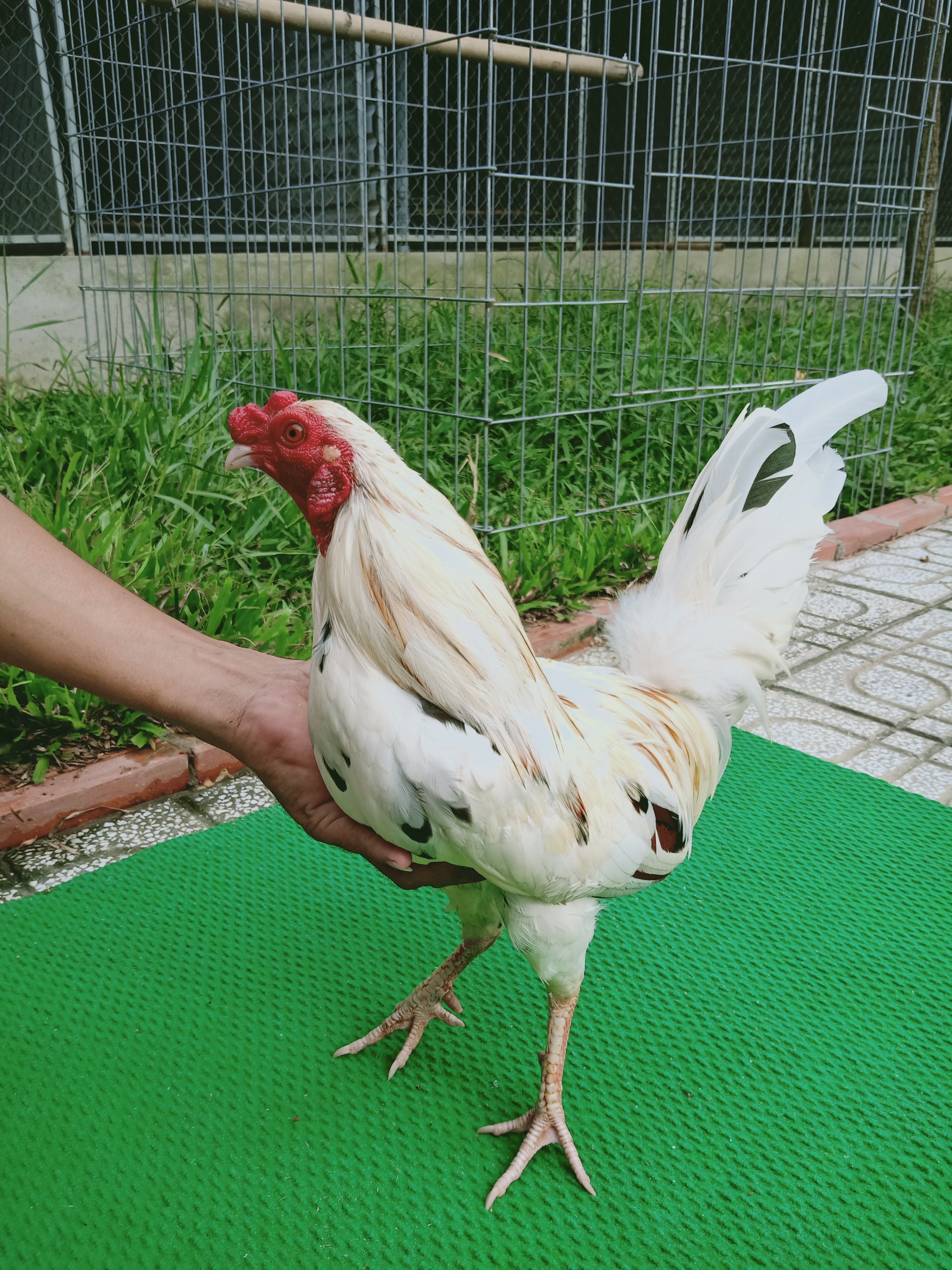 GÀ BƯỚM 4