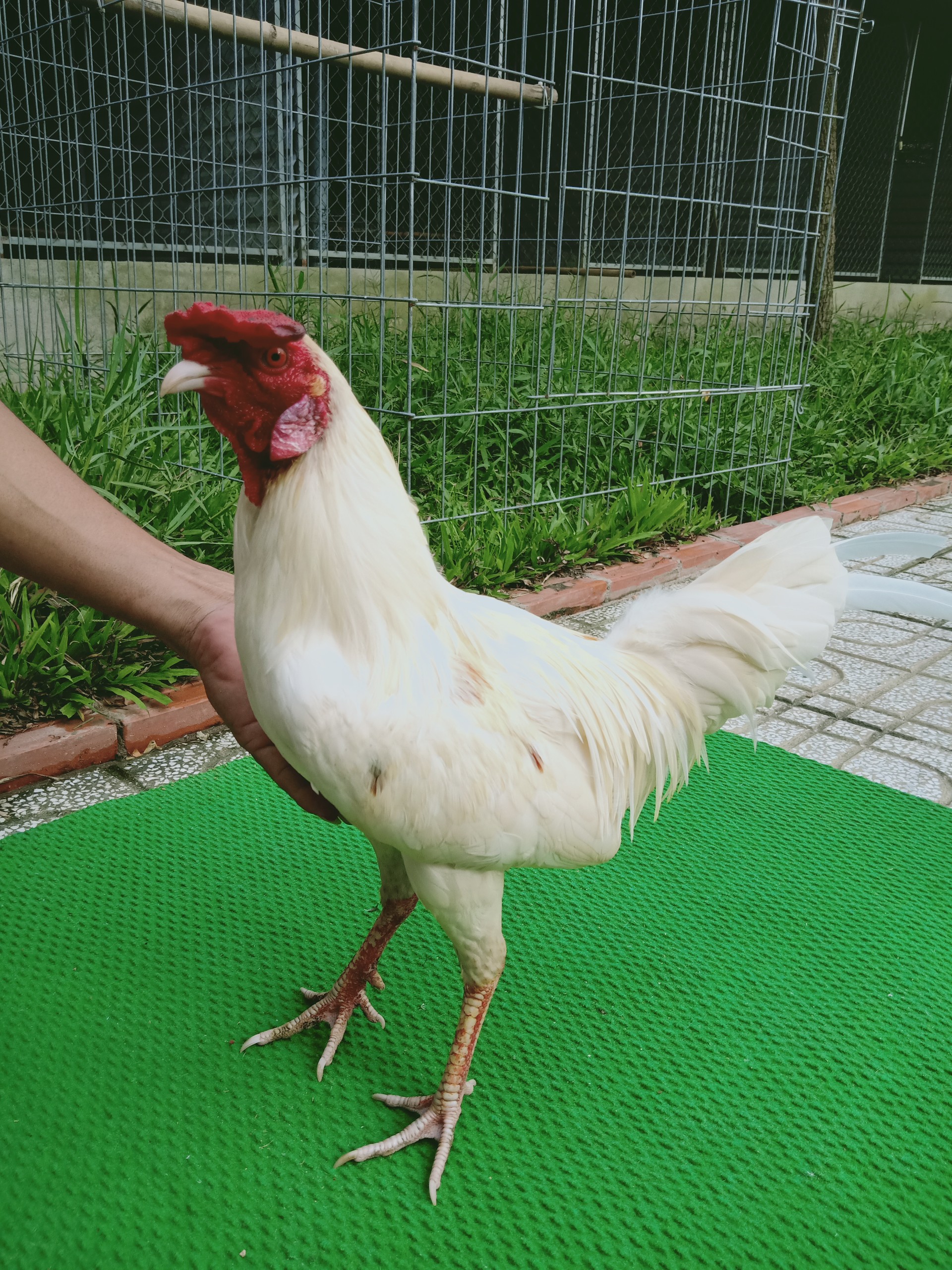 GÀ BƯỚM 5