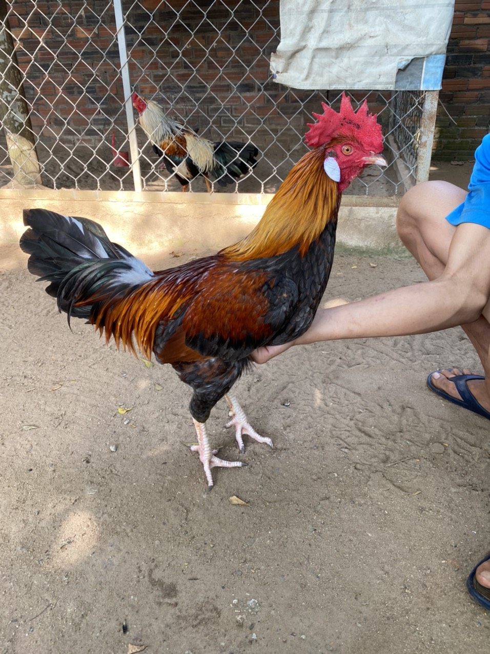 GÀ LÔNG 24