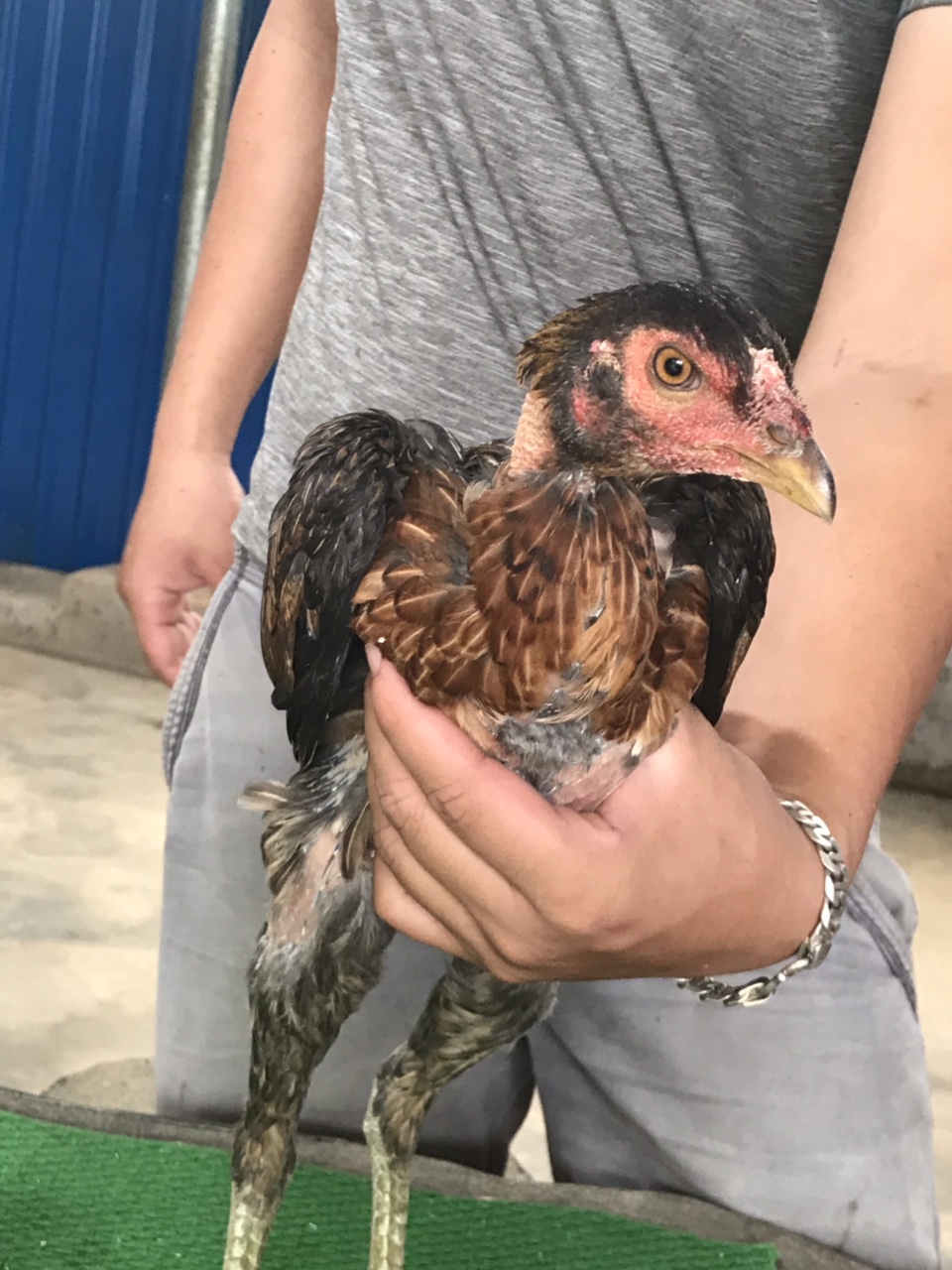 Mã số 15 - Ó đỏ chân vuông 1.6kg, 5 đai, 3 trái - 2 phải (Gà đã bán)