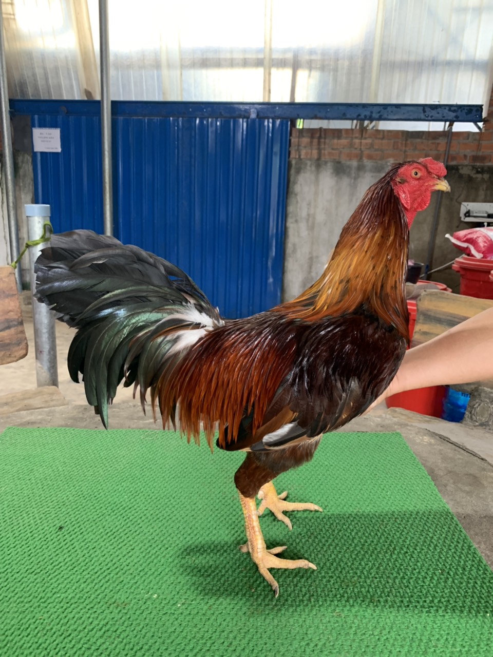 GÀ MÀU NGÃ 3.0KG DÒNG SIL GIÁP MỸ