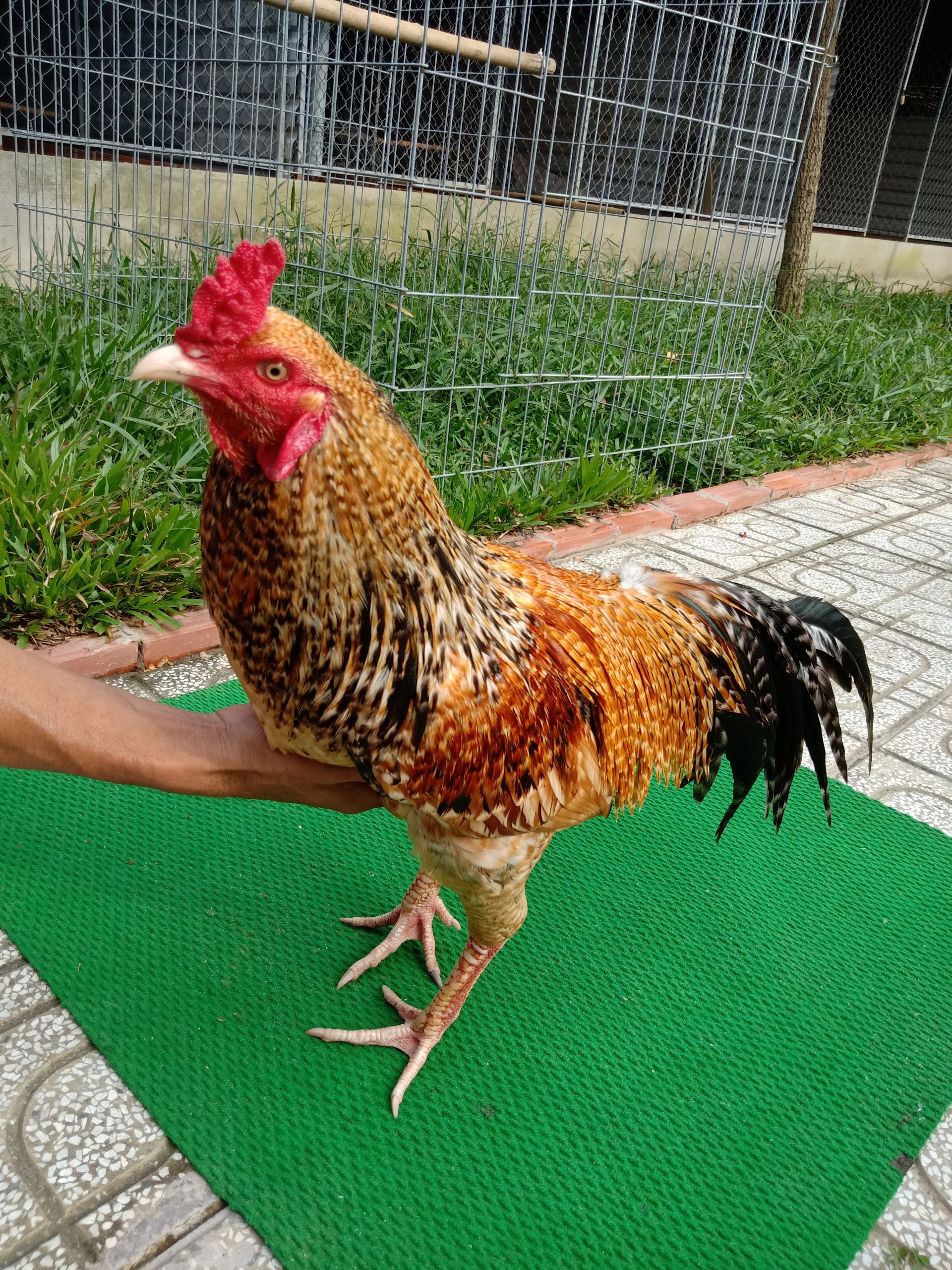 GÀ CÚ