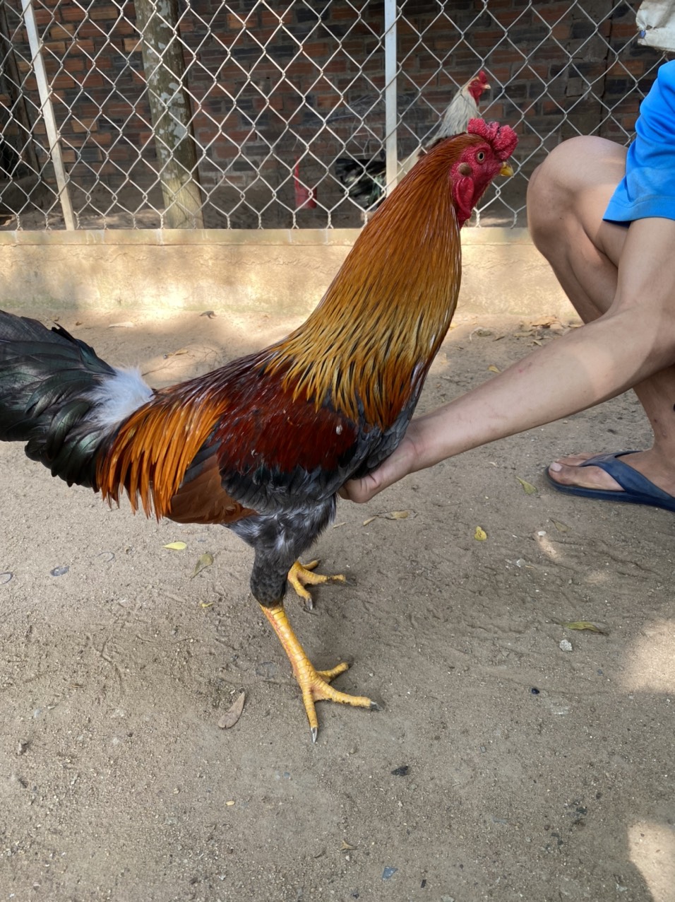 GÀ LÔNG 20