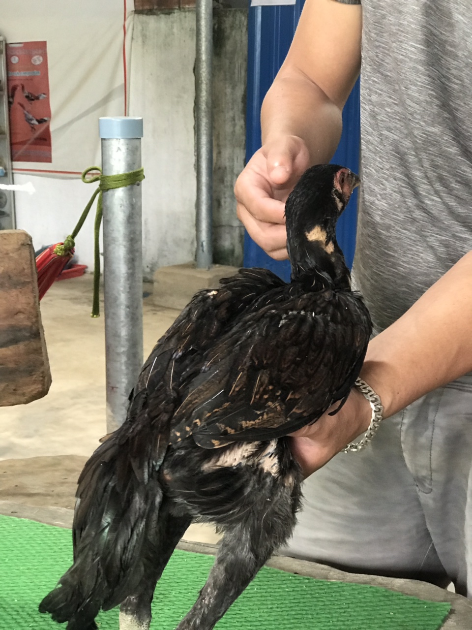 Mã số 12 - Ó bịp chân xanh vàng 1.5kg, 2 đai chân trái (Gà đã bán)