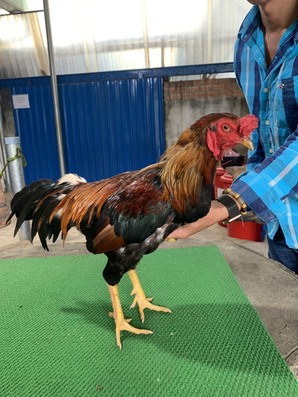 ĐIỀU C1 HÀNG ĐẤU