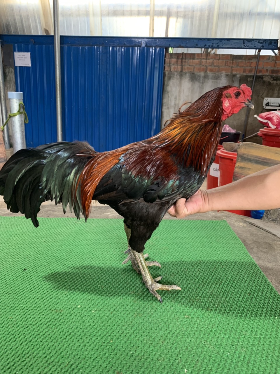 QUE XANH 2.8KG