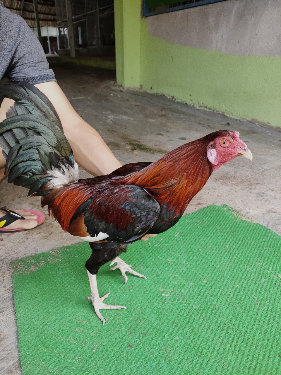 ĐIỀU MỒNG CẮT