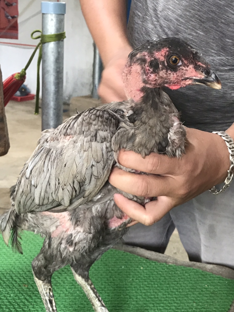 Mã số 8 - Xám tro dòng phèn xha6n vuôn, mặt lọ 1.9kg (Gà đã bán)
