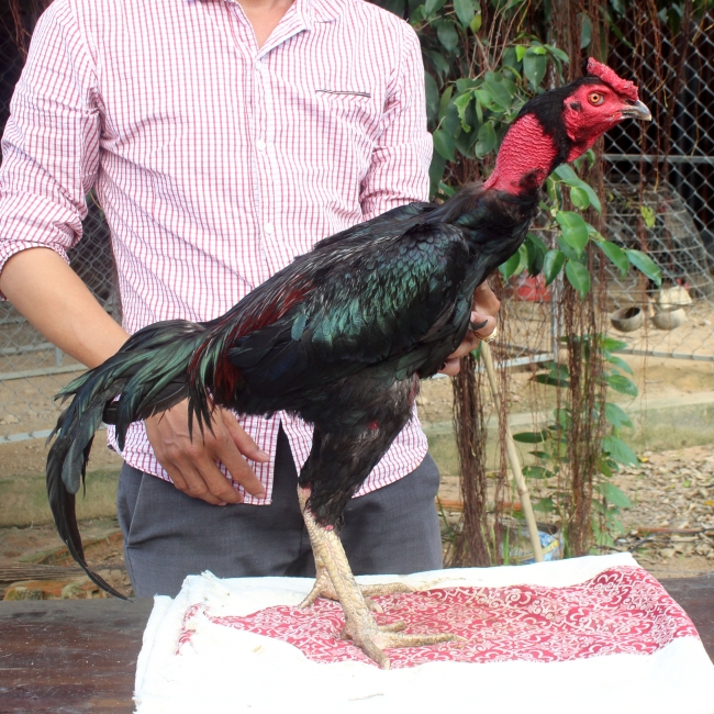 Ô MỒNG VUA