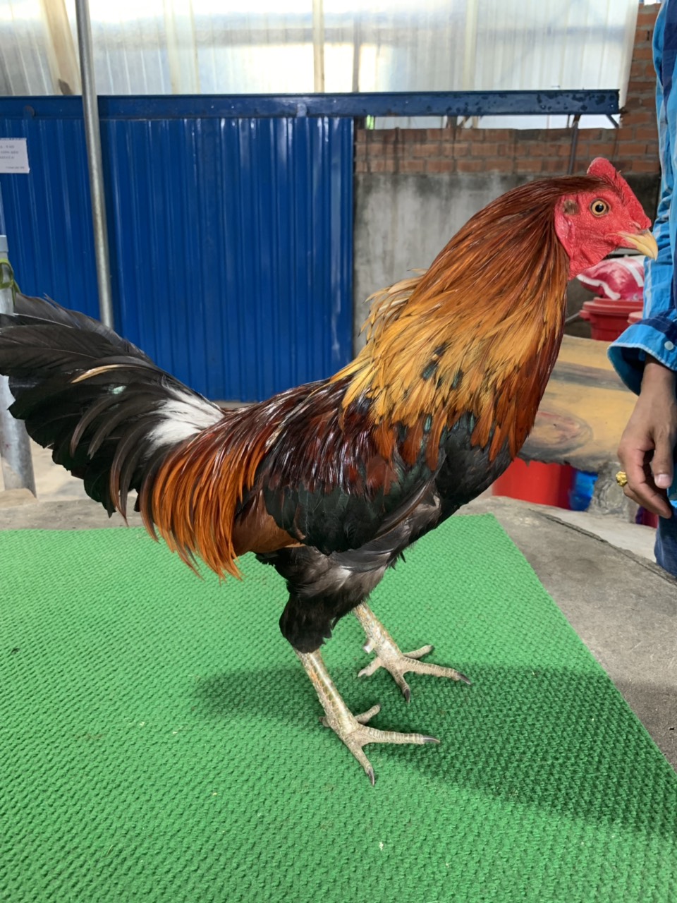 ĐIỀU SEVEN 7*, 2.4KG DÒNG SIL MỸ