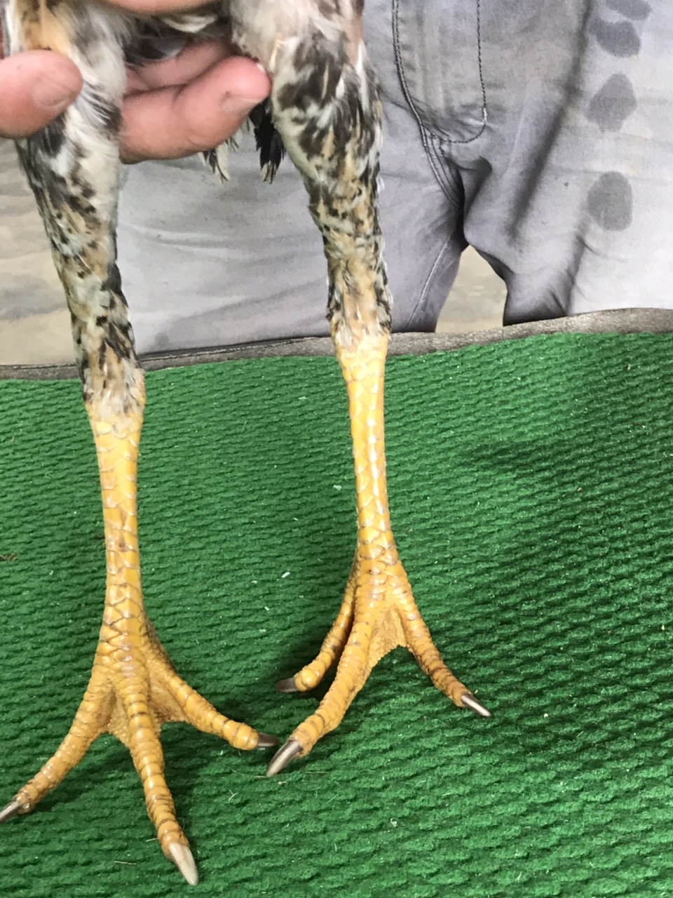 Mã số 1 - Vàng bông chân vuông 1.3kg (Gà đã bán)
