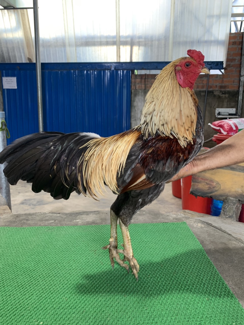 XÁM CHUỐI ĐẠI BÁC 2.9KG