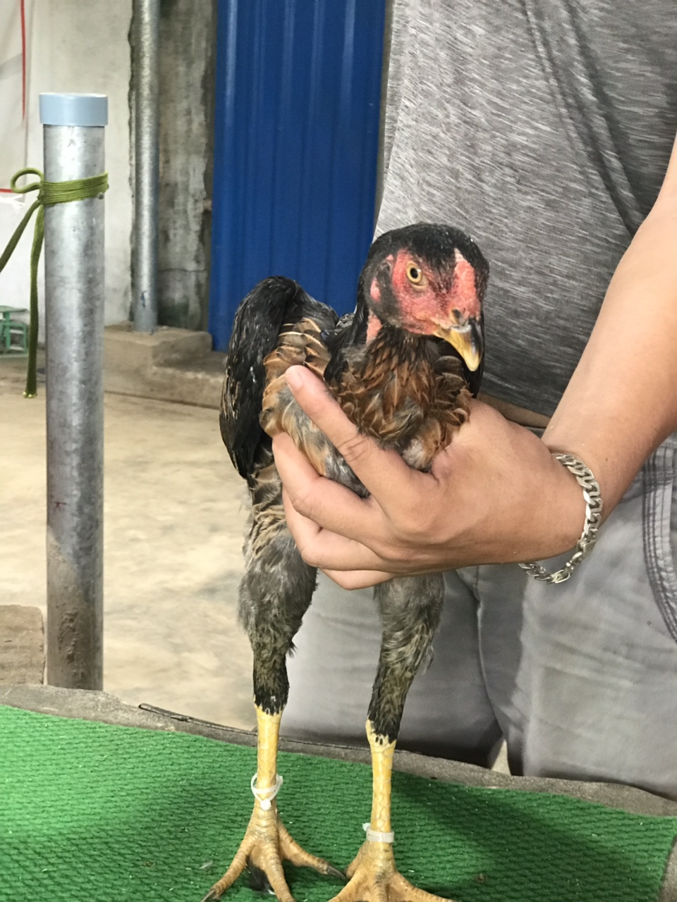 Mã số 14 - Ó chân vàng, 8 móng đen 1.7kg, 4đai, 2 trái - 2 phải (Gà đã bán)