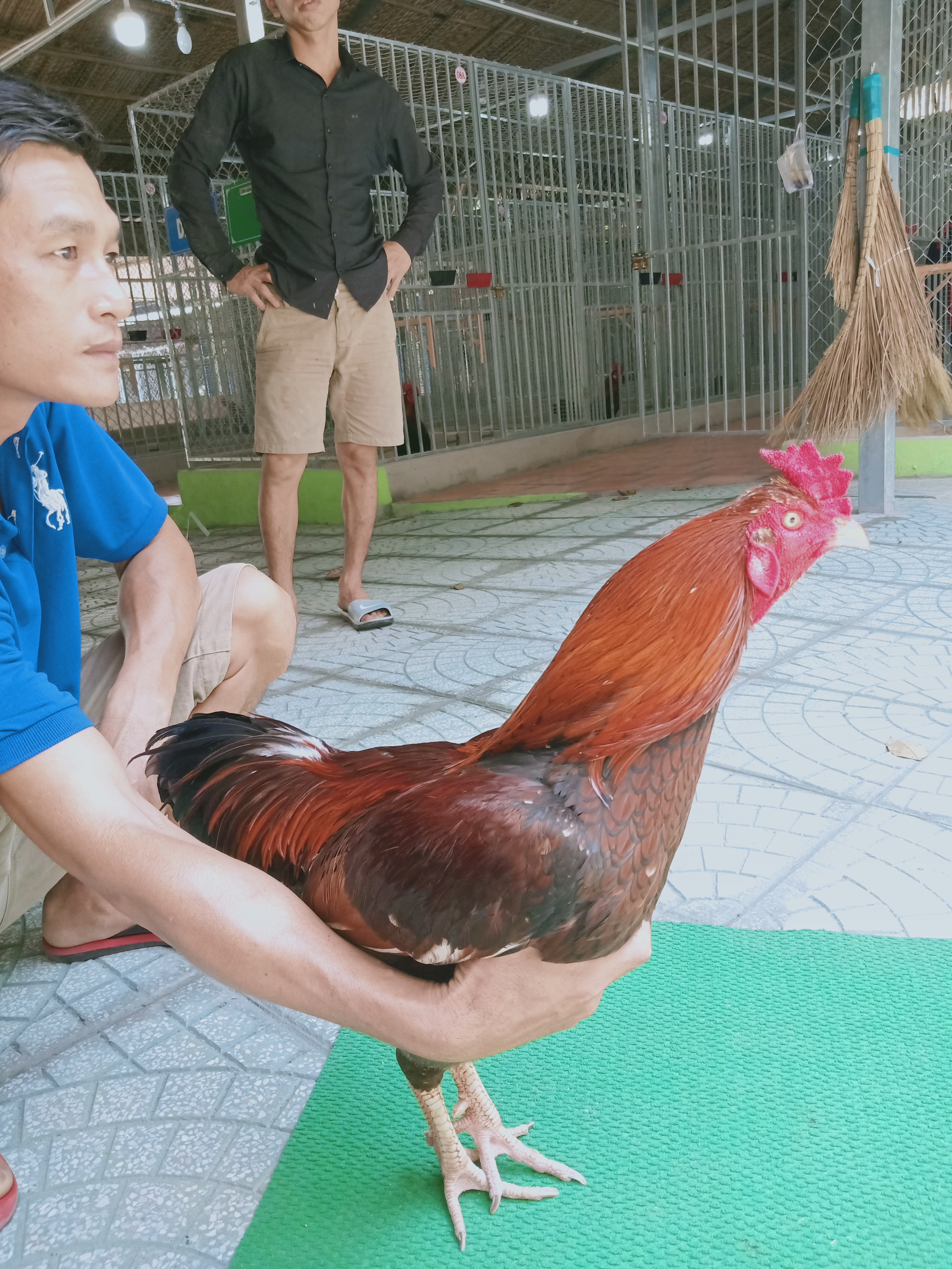 GÀ VÀNG BÔNG