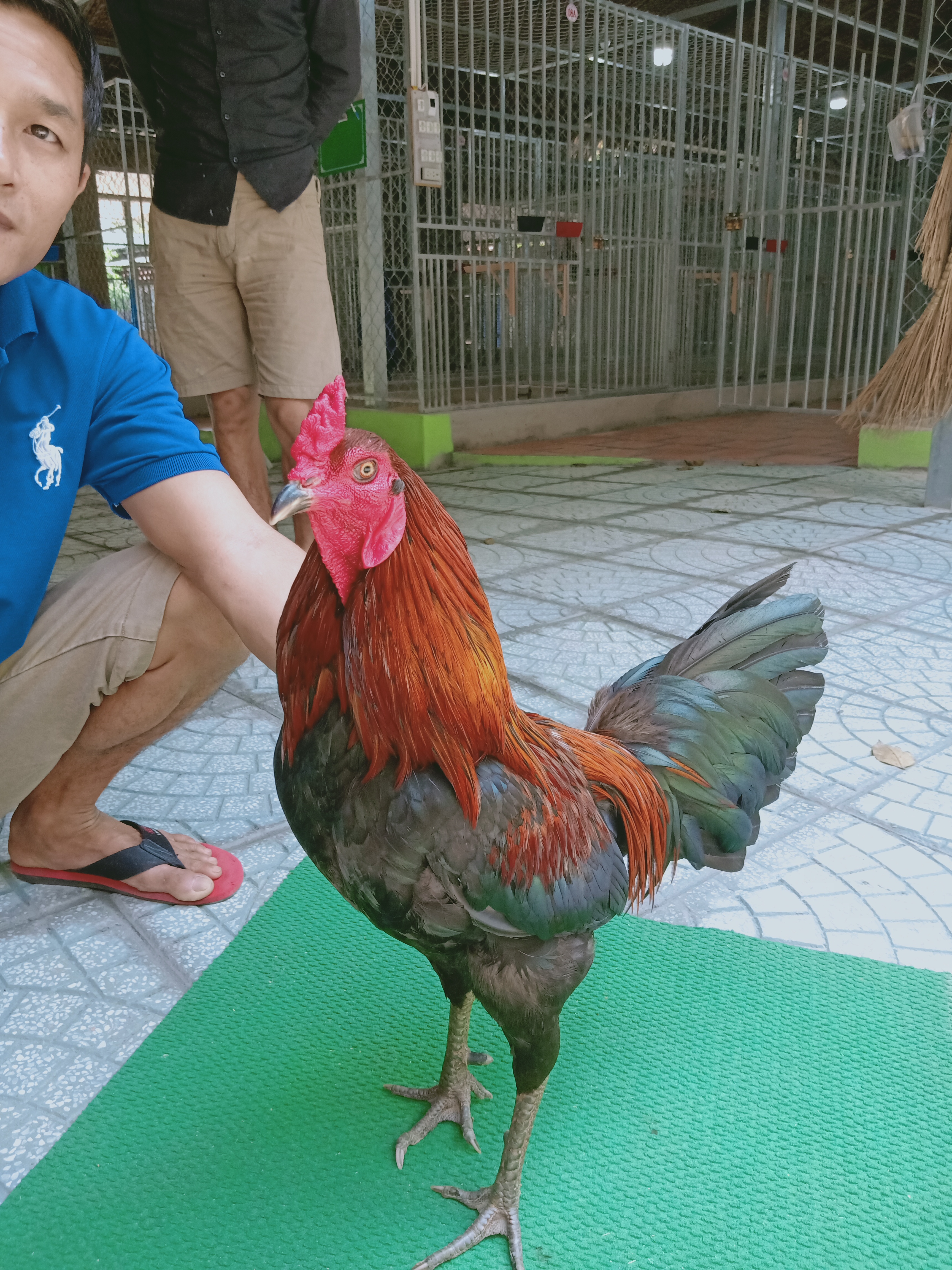 QUE MỒNG DÂU