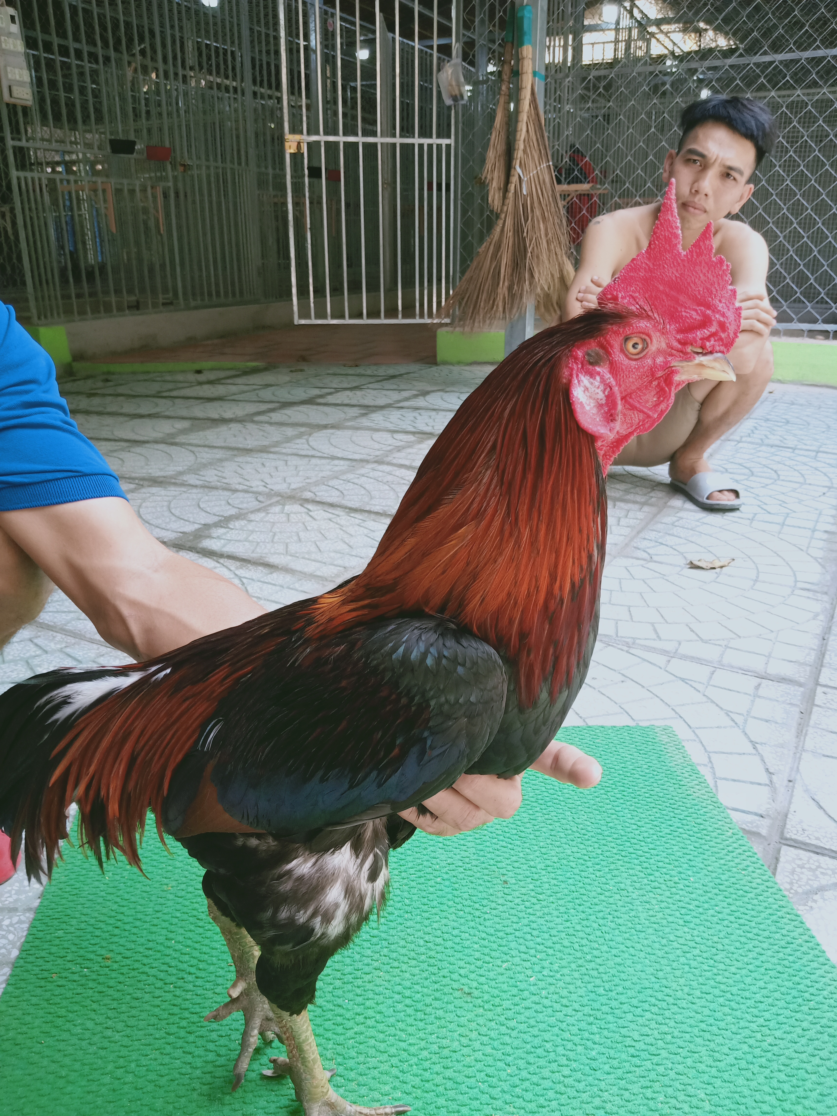 ĐIỀU XANH MỒNG TRẮC