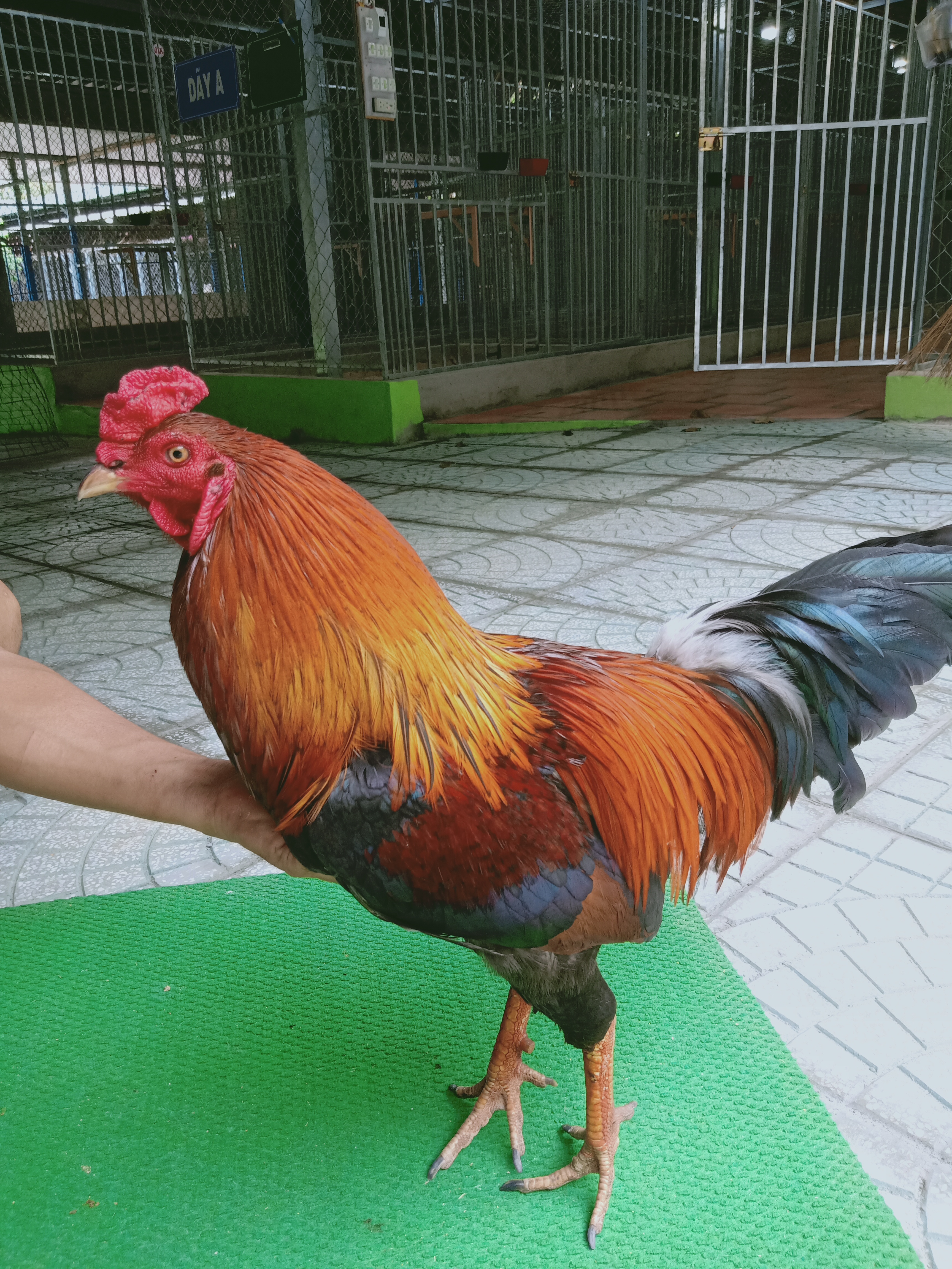 ĐIỀU VÀNG