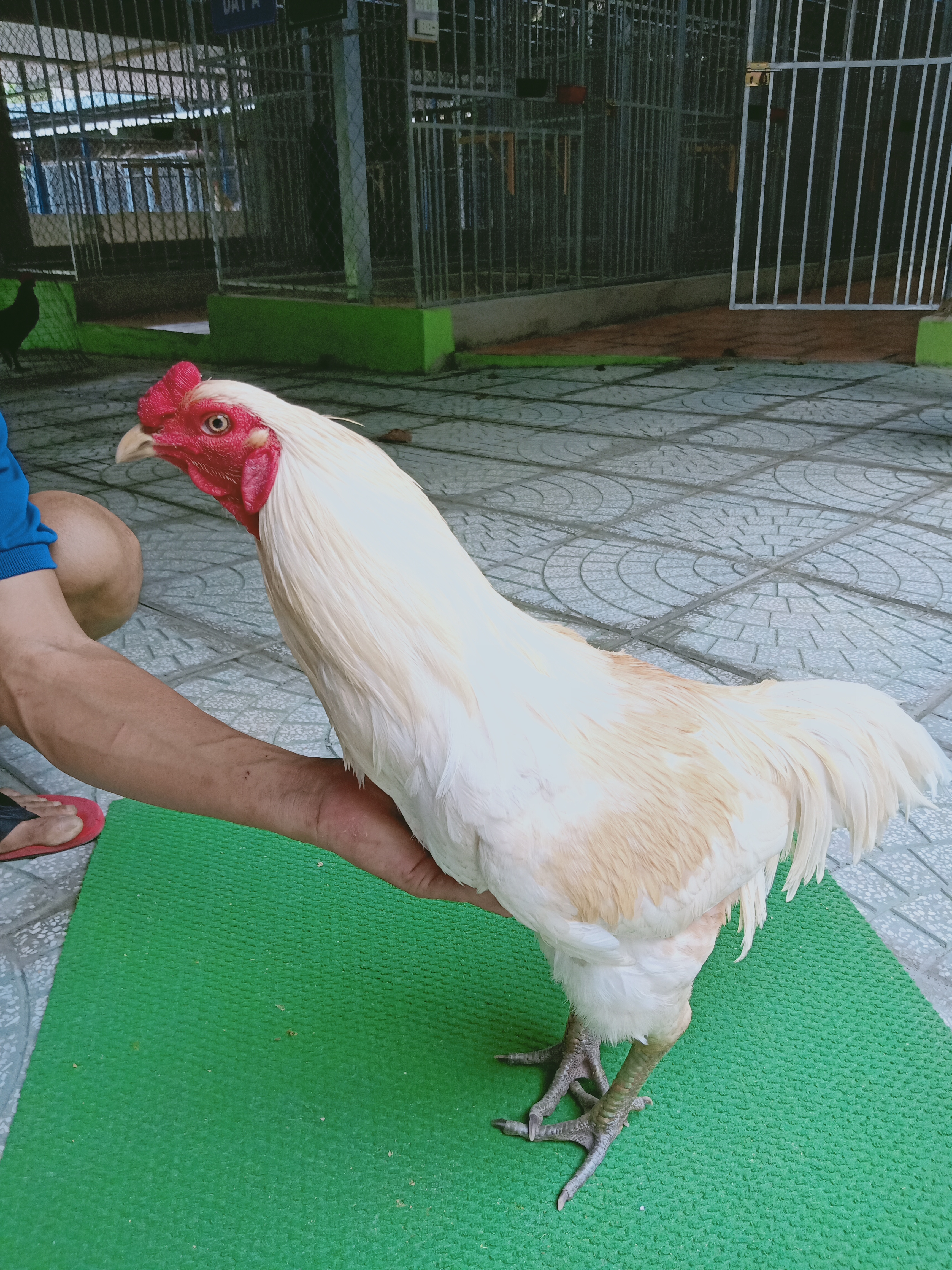 NHẠN MỒNG TRÍCH