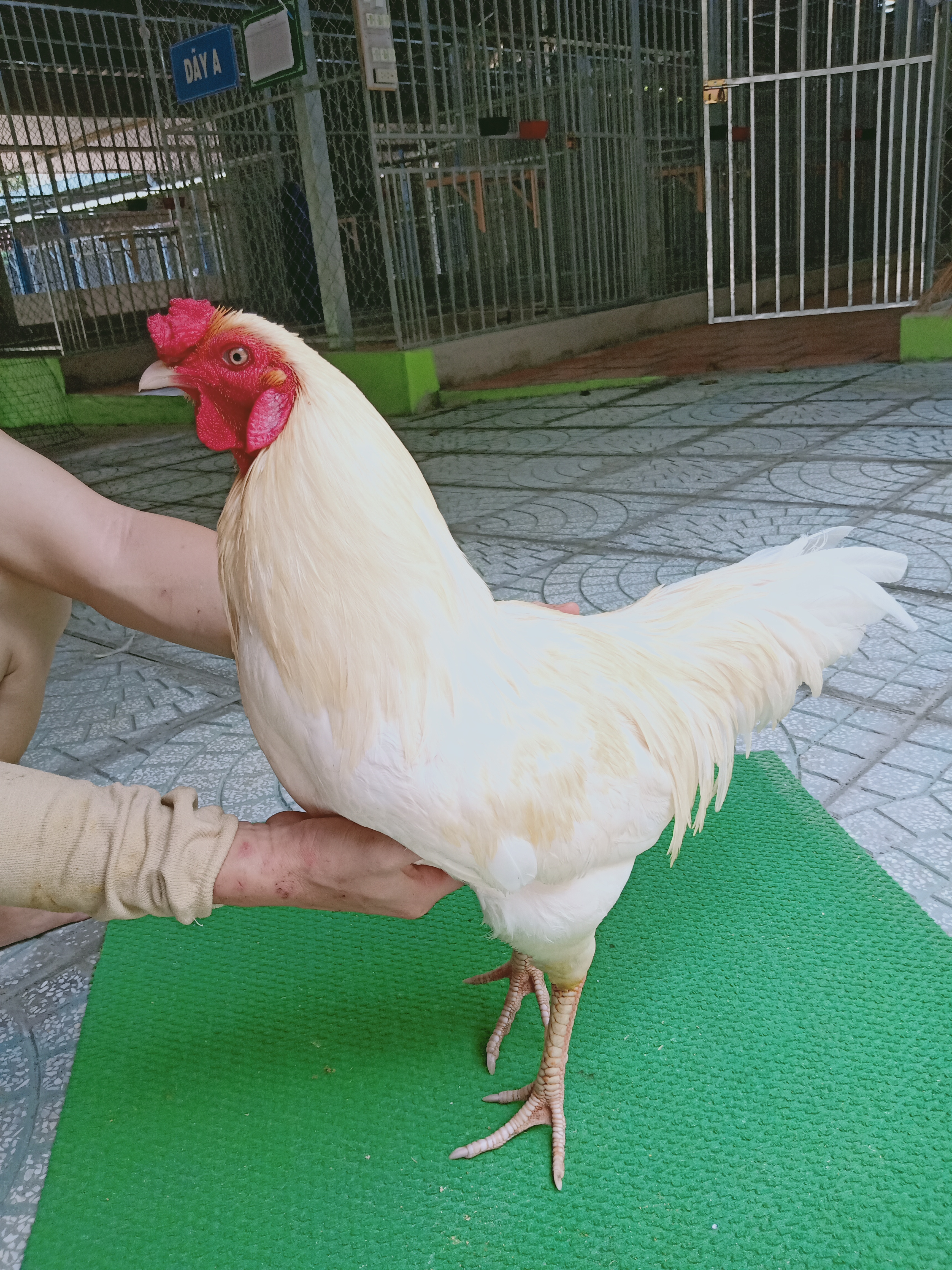NHẠN MỒNG CHẬP