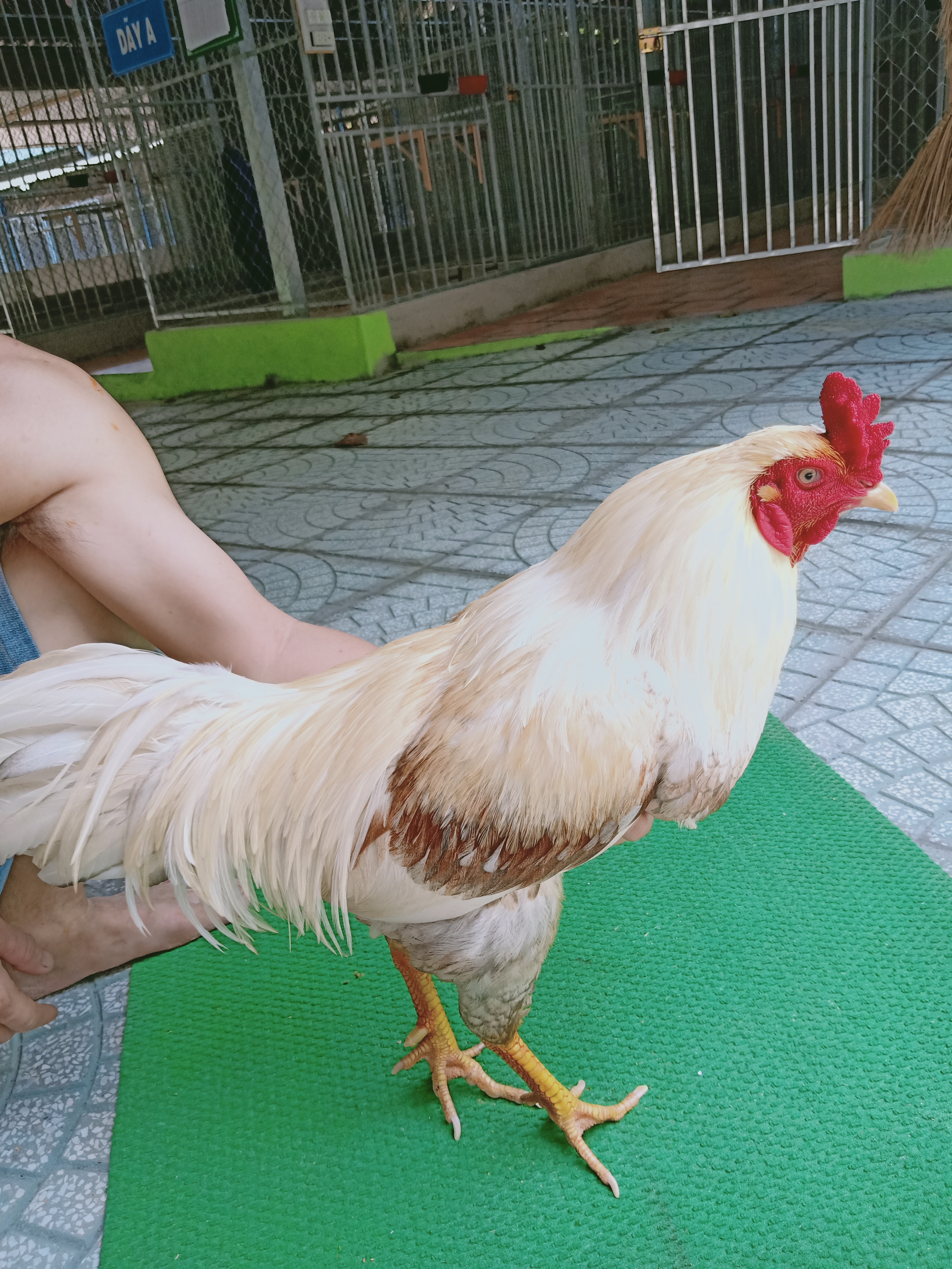 CHUỐI XÁM