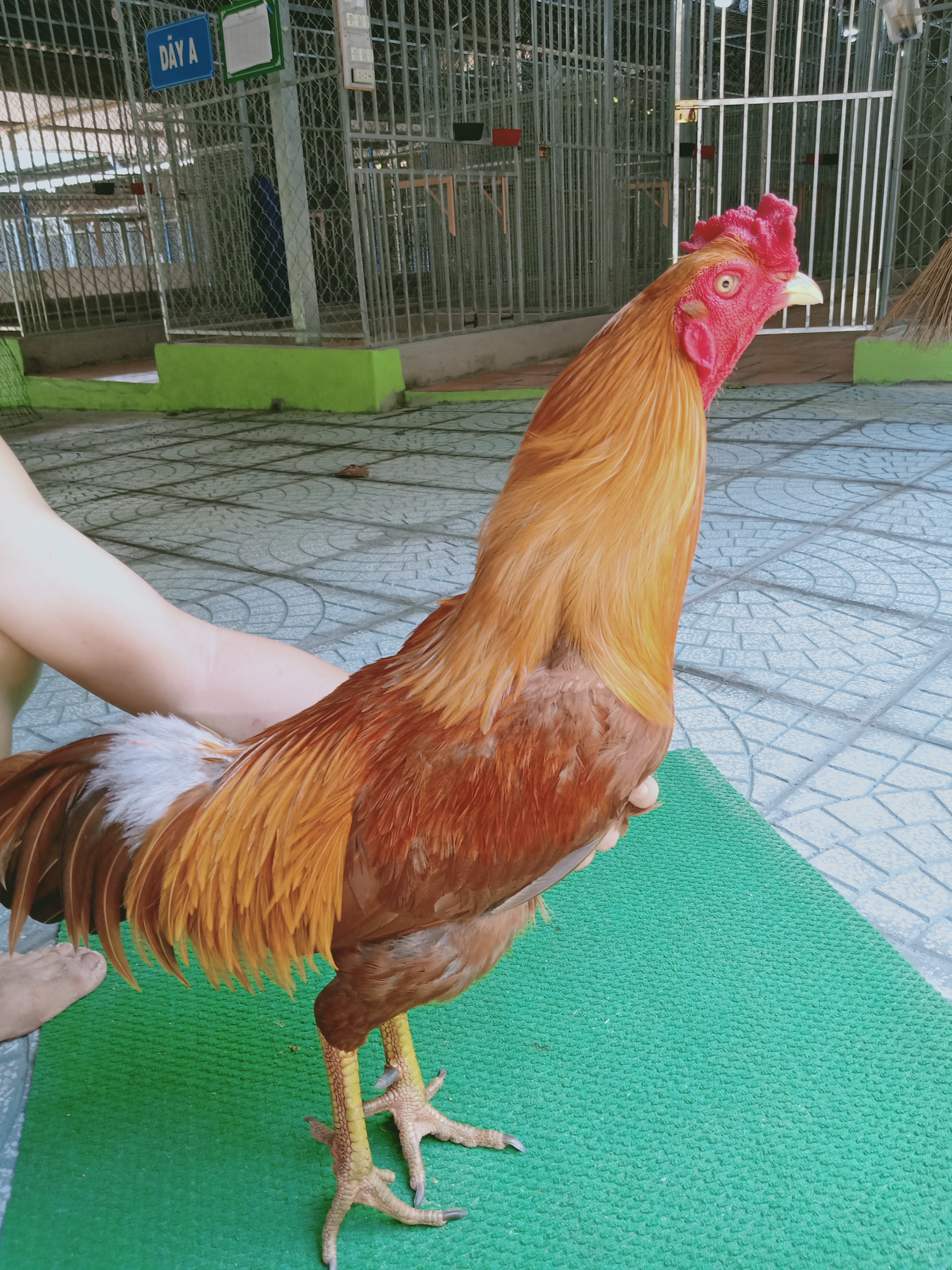 VÀNG CỰA ĐEN