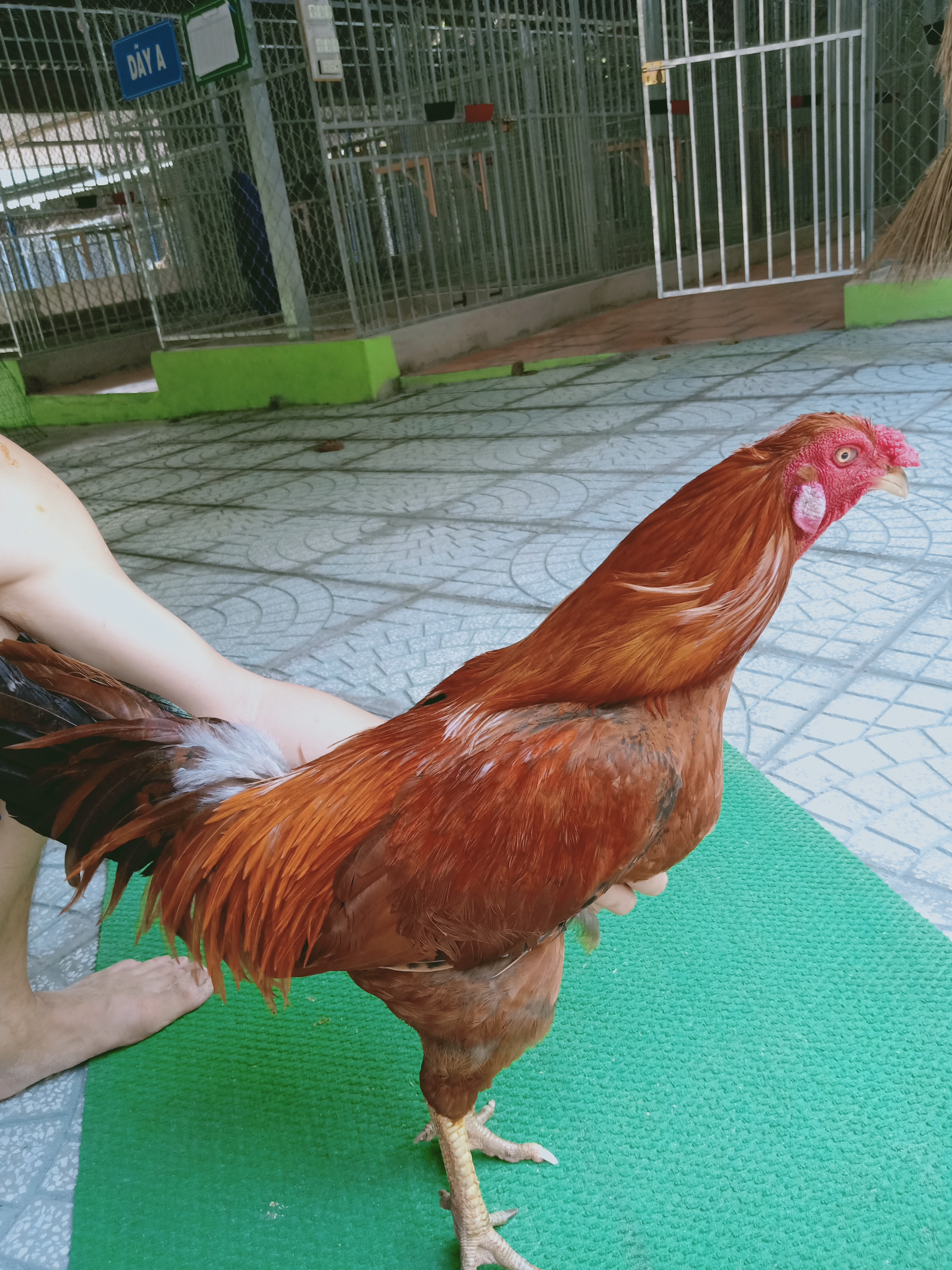 KHÉT MỒNG CẮT