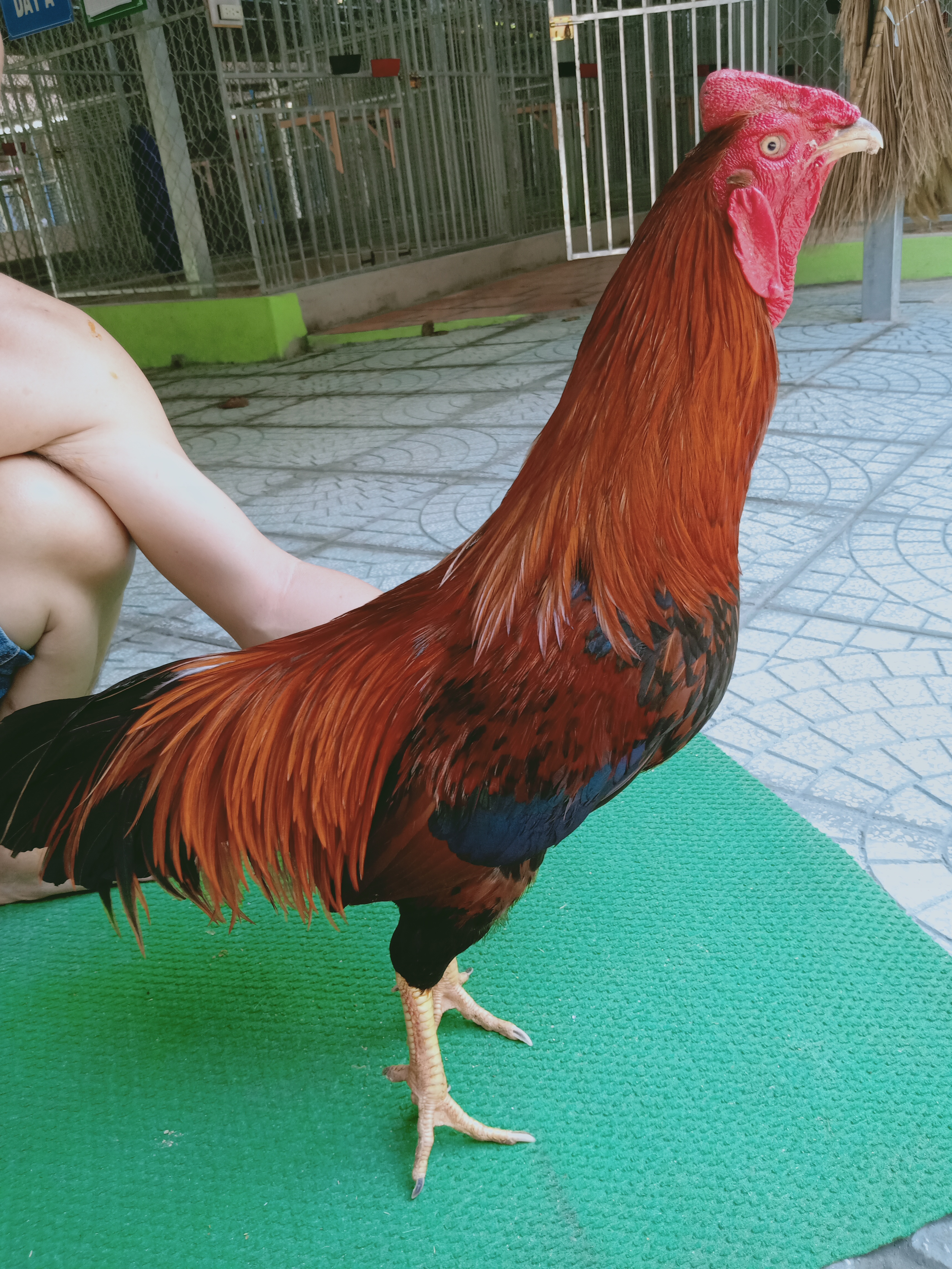 ĐIỀU VÀNG MỒNG CẮT