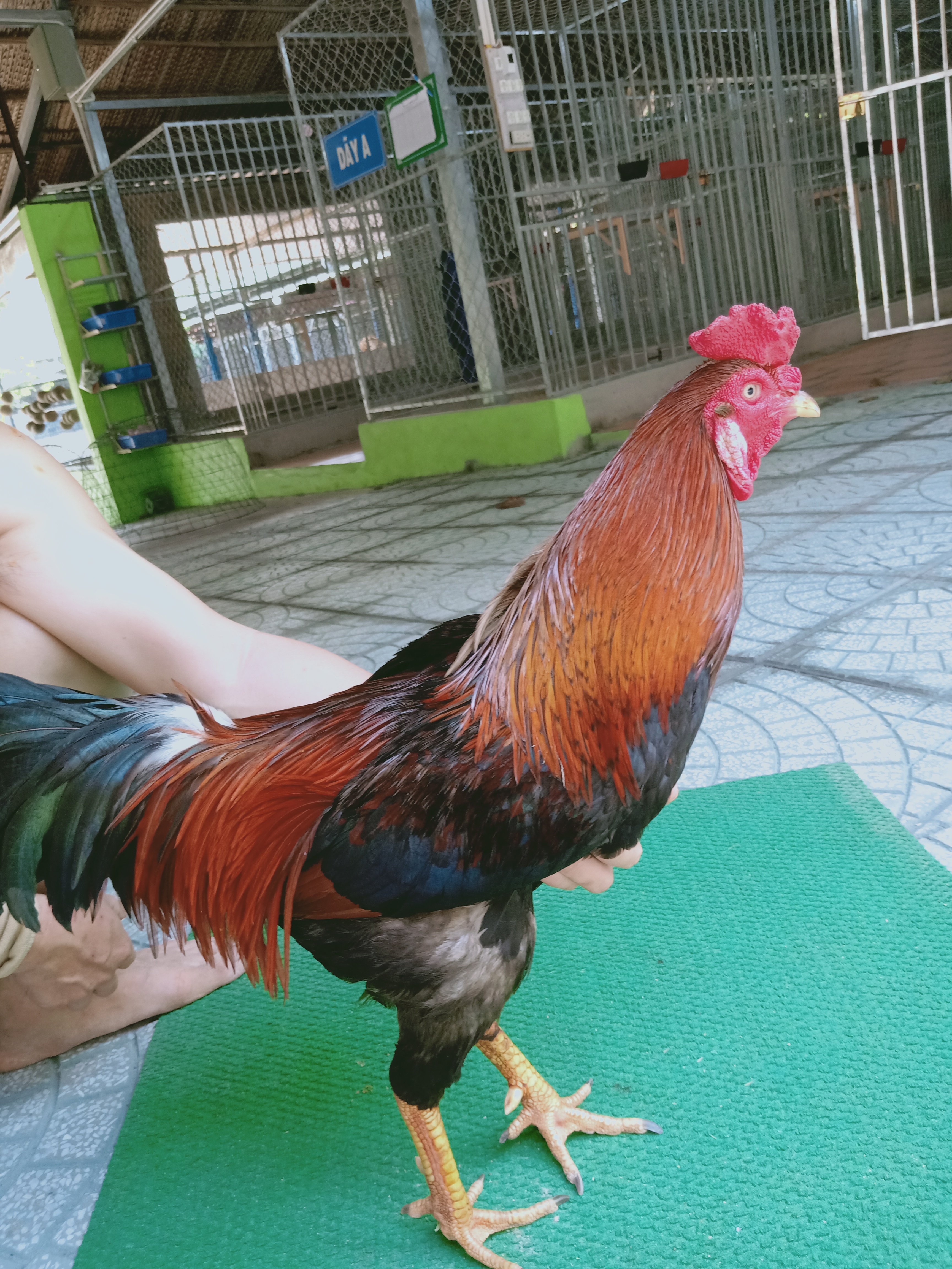 ĐIỀU MẬT