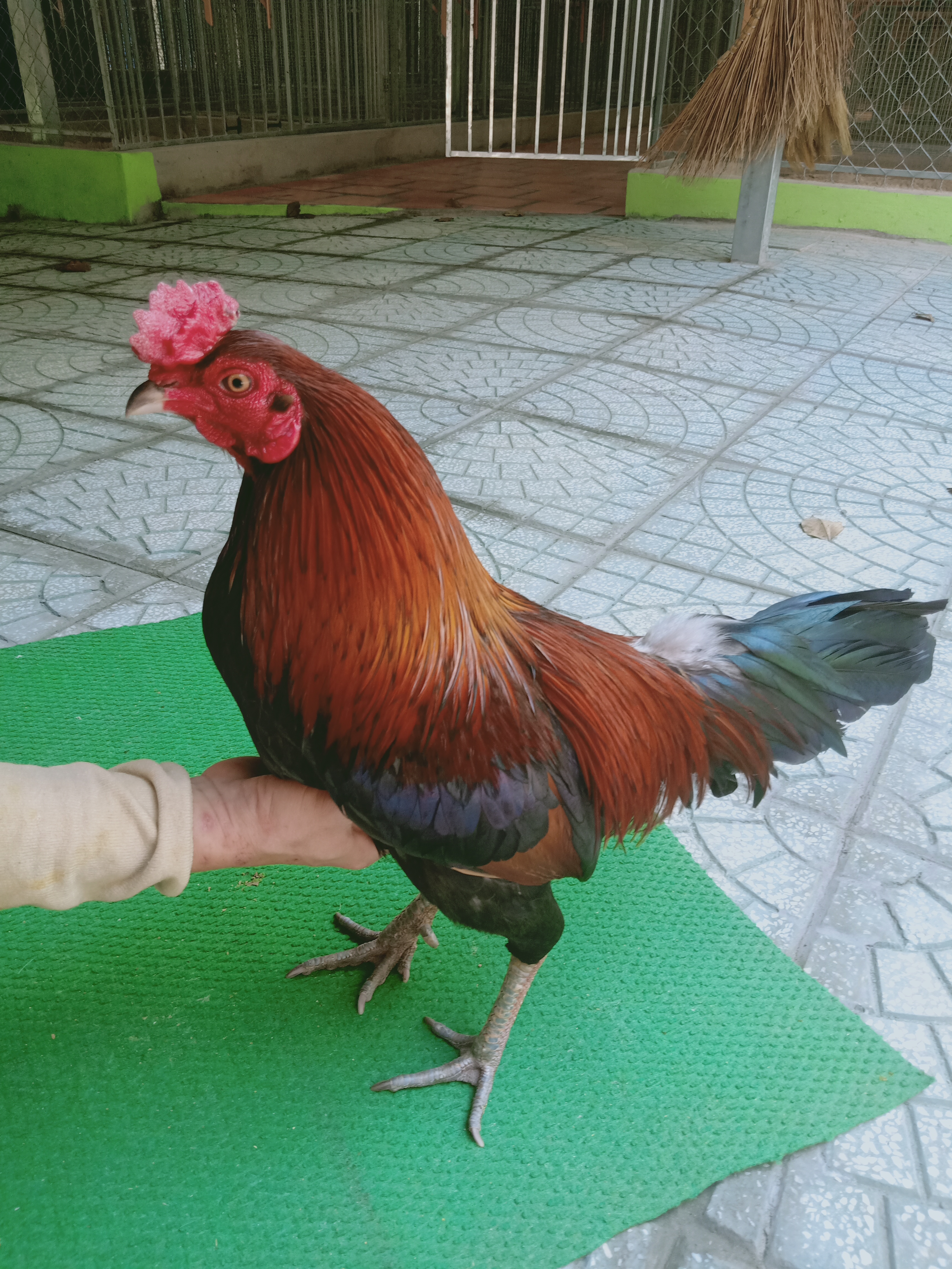 ĐIỀU XANH