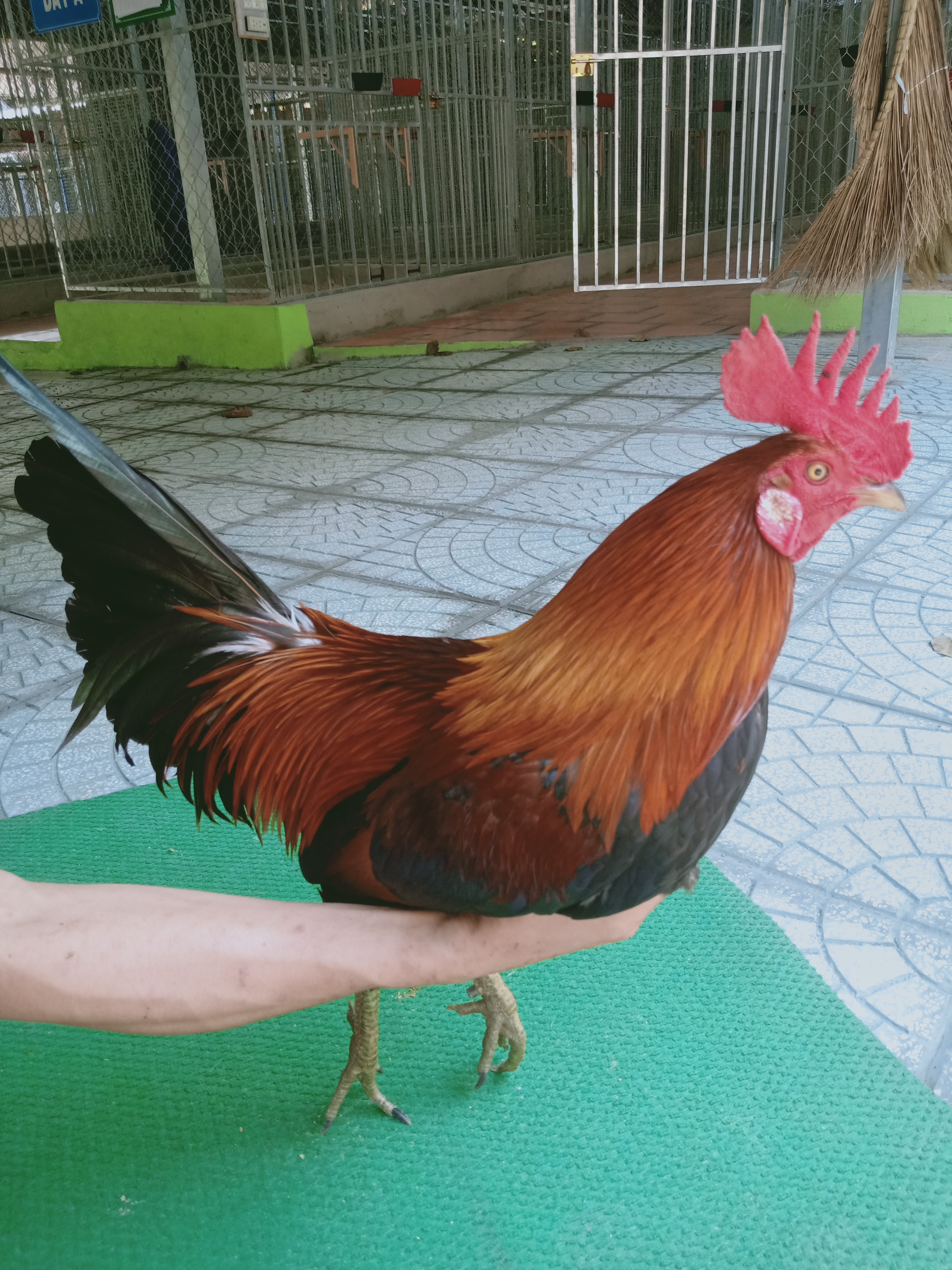 ĐIỀU VÀNG MỒNG LÁ