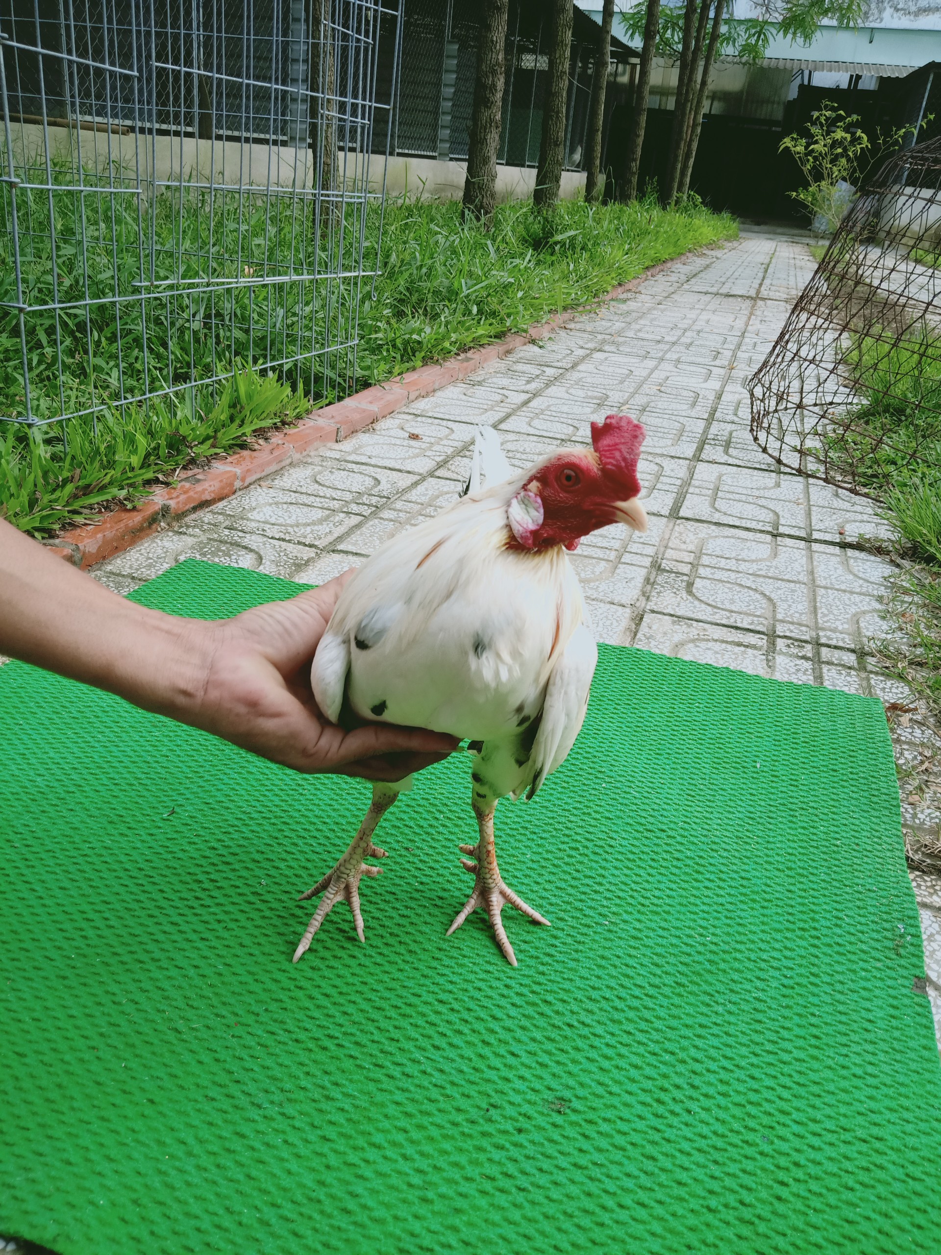 GÀ BƯỚM 1