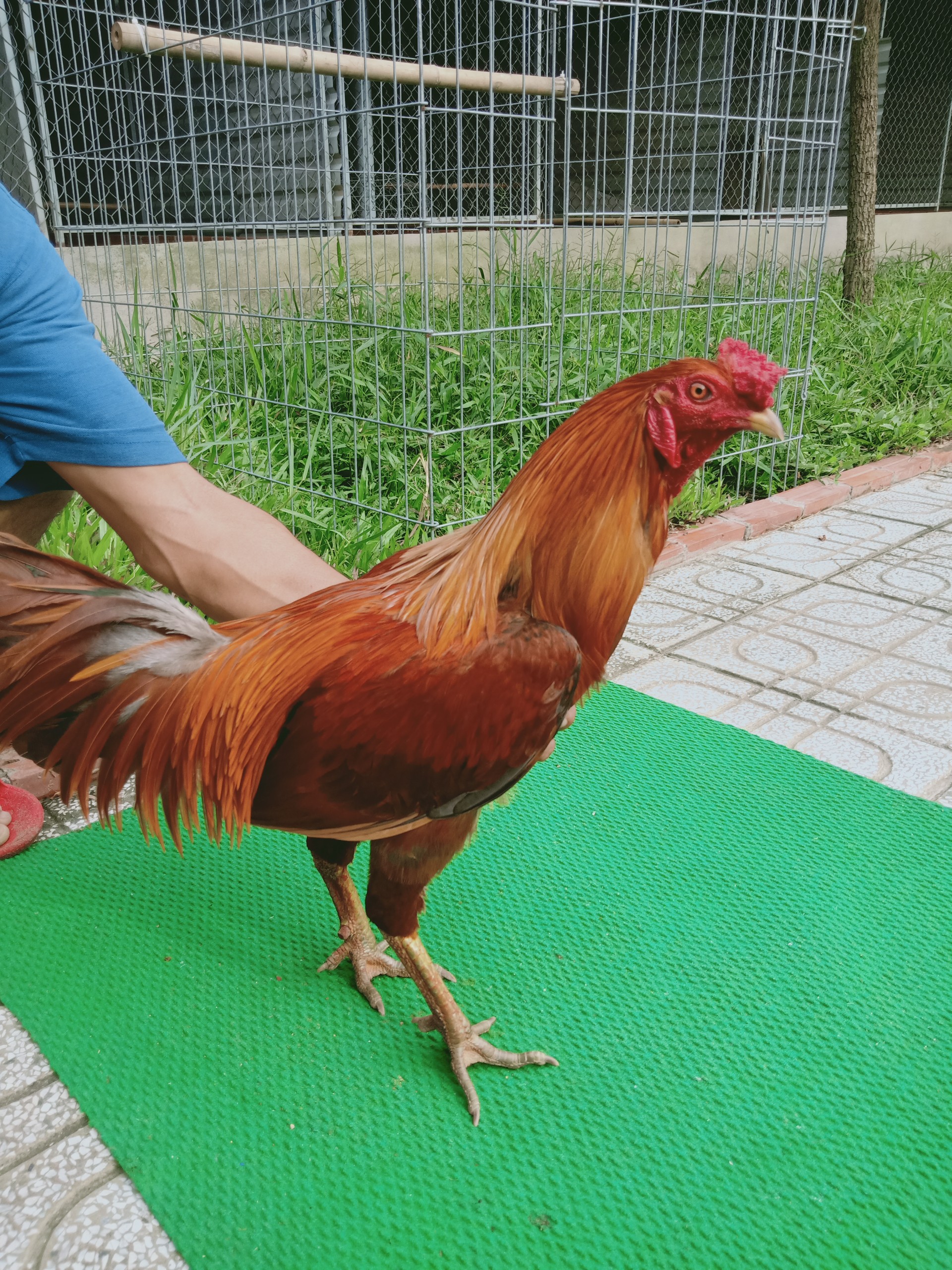 GÀ VÀNG 1
