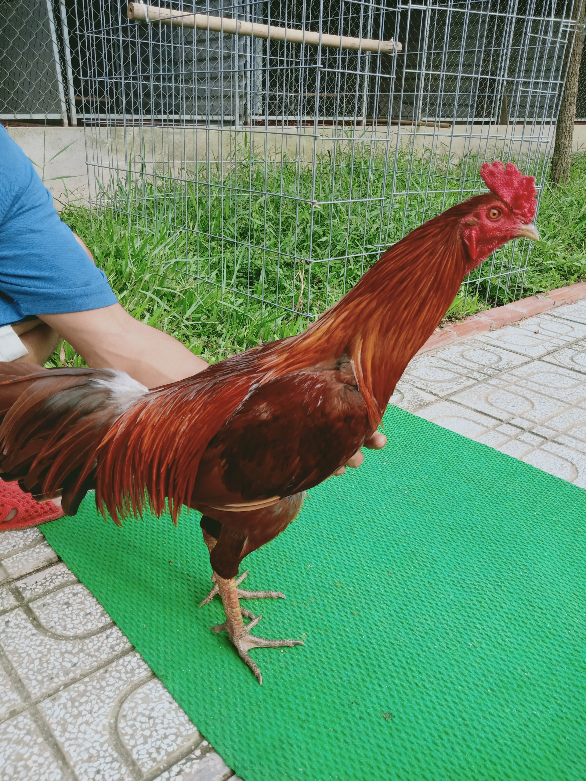 GÀ VÀNG 2