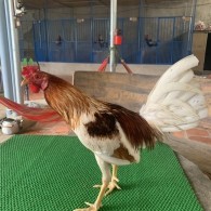 Bướm xinh nhập ông già bên Mỹ, nhập qua DUY CAM BO