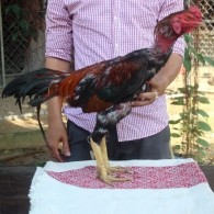 TÍA LỤC ĐINH