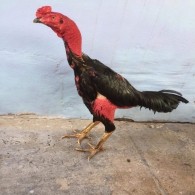 GÀ ĐÒN 4