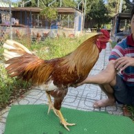 ĐẤU TRƯỜNG THOMO 12