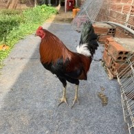 Tre Xanh Điều