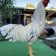 BƯỚM MÀU NGÃ