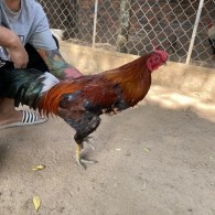 GÀ LÔNG 08