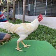 ĐẤU TRƯỜNG THOMO 1