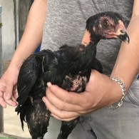 Mã số 18 - Ô chân đen 1.7kg, 2 đai chân trái (Gà đã bán)